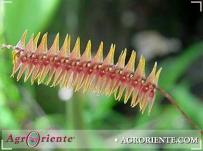 : Lepanthopsis acuminate